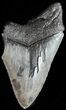 Partial, Serrated, Fossil Megalodon Tooth #49497-1